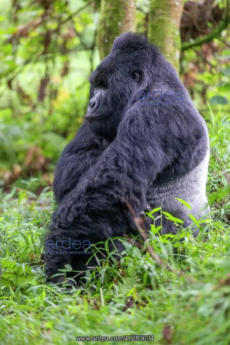 : Afrique, Ouganda, Mgahinga, Le parc national des : Afrique, Ouganda, Mgahinga, Le parc national des