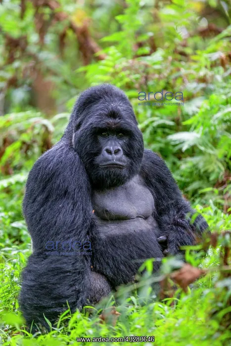 : Afrique, Ouganda, Mgahinga, Le parc national des : Afrique, Ouganda, Mgahinga, Le parc national des