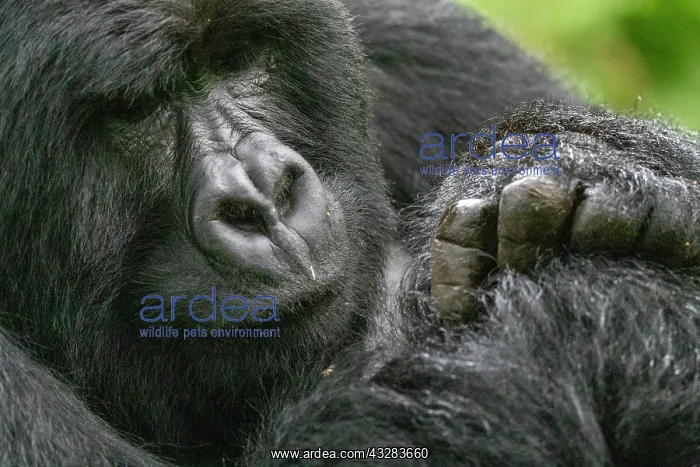 : Afrique, Ouganda, Mgahinga, Le parc national des : Afrique, Ouganda, Mgahinga, Le parc national des