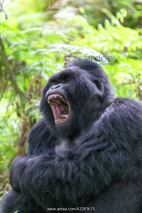 : Afrique, Ouganda, Mgahinga, Le parc national des : Afrique, Ouganda, Mgahinga, Le parc national des