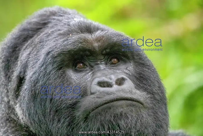 : Afrique, Ouganda, Mgahinga, Le parc national des : Afrique, Ouganda, Mgahinga, Le parc national des