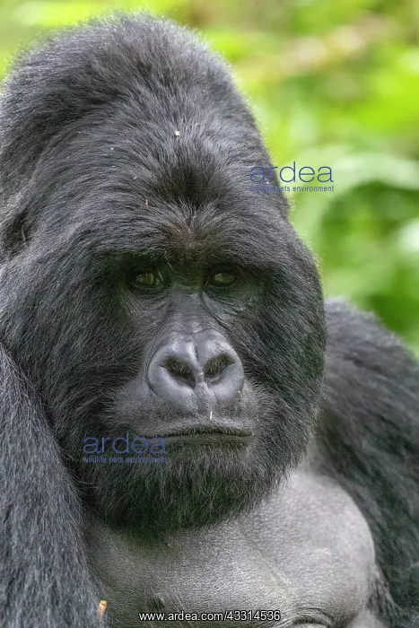 : Afrique, Ouganda, Mgahinga, Le parc national des : Afrique, Ouganda, Mgahinga, Le parc national des
