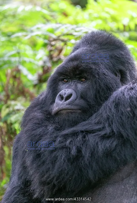 : Afrique, Ouganda, Mgahinga, Le parc national des : Afrique, Ouganda, Mgahinga, Le parc national des