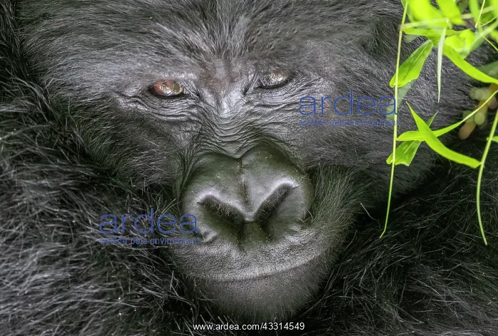 : Afrique, Ouganda, Mgahinga, Le parc national des : Afrique, Ouganda, Mgahinga, Le parc national des