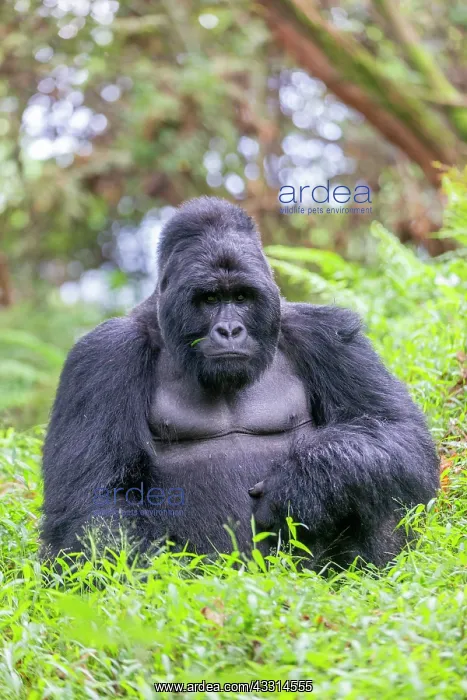 : Afrique, Ouganda, Mgahinga, Le parc national des : Afrique, Ouganda, Mgahinga, Le parc national des