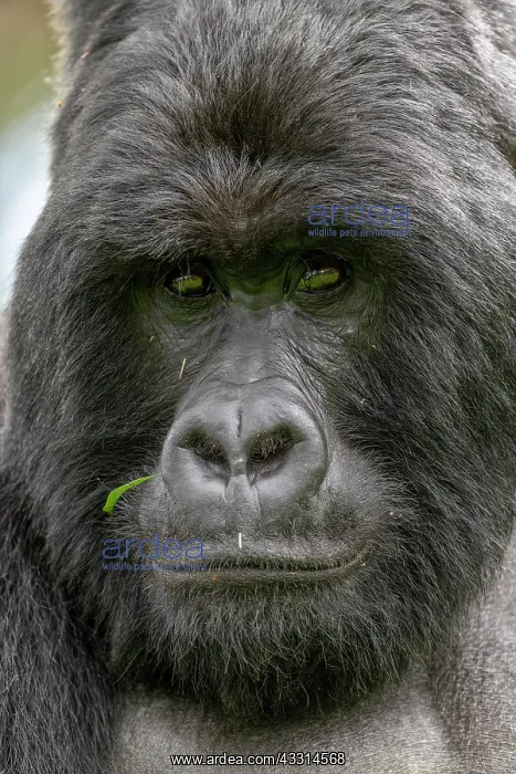 : Afrique, Ouganda, Mgahinga, Le parc national des : Afrique, Ouganda, Mgahinga, Le parc national des