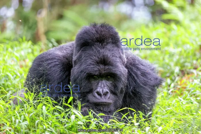 : Afrique, Ouganda, Mgahinga, Le parc national des : Afrique, Ouganda, Mgahinga, Le parc national des