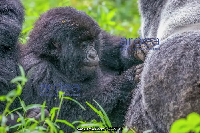 : Afrique, Ouganda, Mgahinga, Le parc national des : Afrique, Ouganda, Mgahinga, Le parc national des