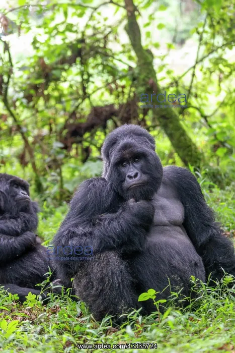 : Afrique, Ouganda, Mgahinga, Le parc national des : Afrique, Ouganda, Mgahinga, Le parc national des