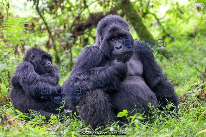 : Afrique, Ouganda, Mgahinga, Le parc national des : Afrique, Ouganda, Mgahinga, Le parc national des
