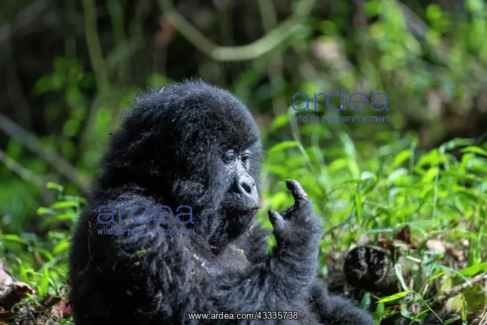 : Afrique, Ouganda, Mgahinga, Le parc national des : Afrique, Ouganda, Mgahinga, Le parc national des