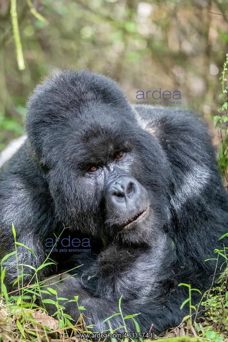: Afrique, Ouganda, Mgahinga, Le parc national des : Afrique, Ouganda, Mgahinga, Le parc national des