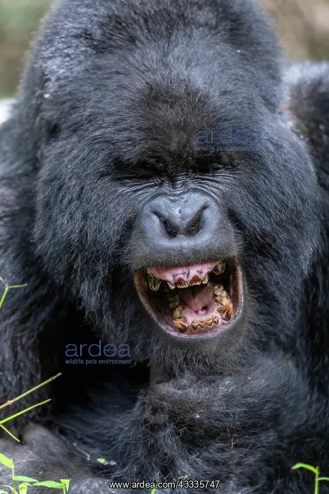 : Afrique, Ouganda, Mgahinga, Le parc national des : Afrique, Ouganda, Mgahinga, Le parc national des