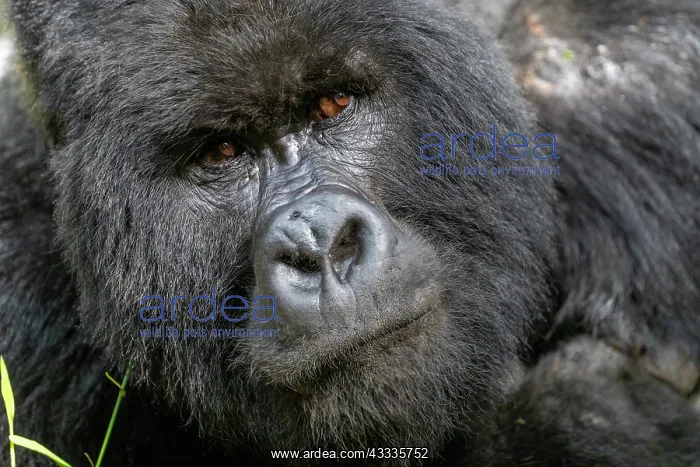 : Afrique, Ouganda, Mgahinga, Le parc national des : Afrique, Ouganda, Mgahinga, Le parc national des