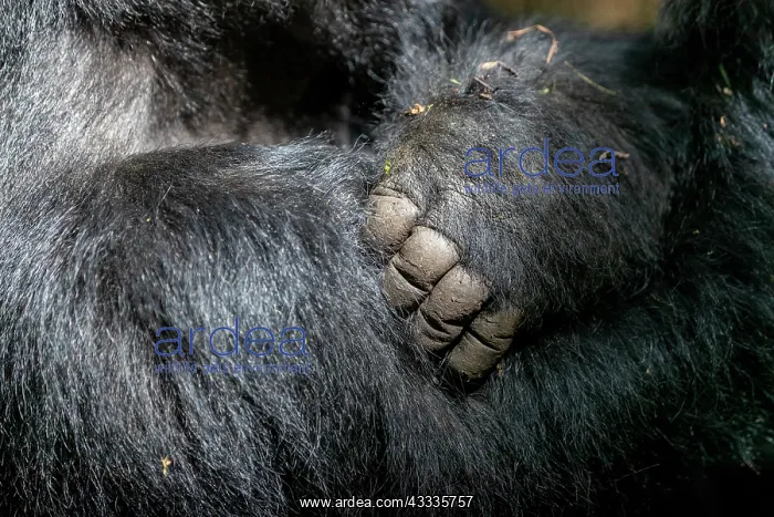 : Afrique, Ouganda, Mgahinga, Le parc national des : Afrique, Ouganda, Mgahinga, Le parc national des
