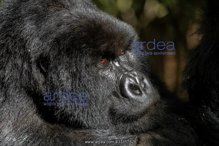 : Afrique, Ouganda, Mgahinga, Le parc national des : Afrique, Ouganda, Mgahinga, Le parc national des