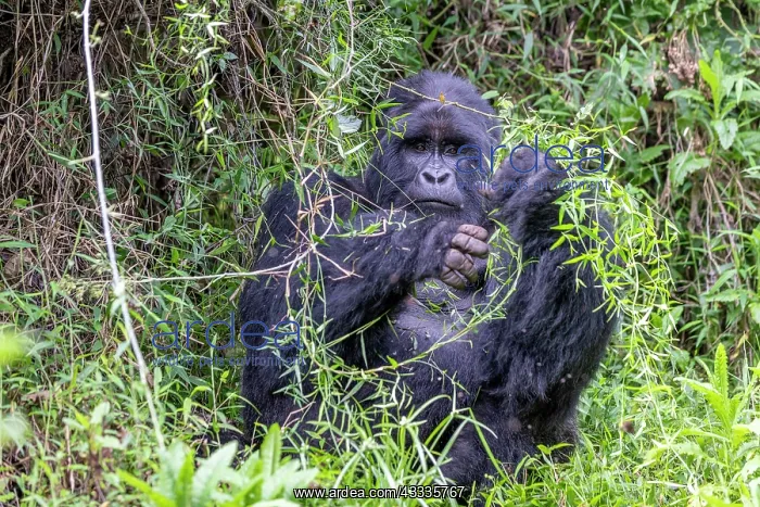 : Afrique, Ouganda, Mgahinga, Le parc national des : Afrique, Ouganda, Mgahinga, Le parc national des