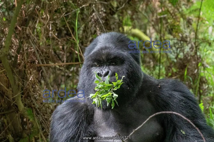 : Afrique, Ouganda, Mgahinga, Le parc national des : Afrique, Ouganda, Mgahinga, Le parc national des