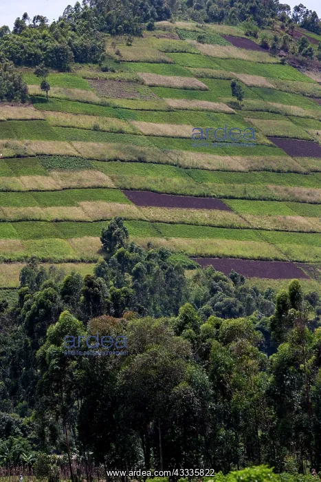 : Afrique, Ouganda, Mgahinga, Le parc national des : Afrique, Ouganda, Mgahinga, Le parc national des