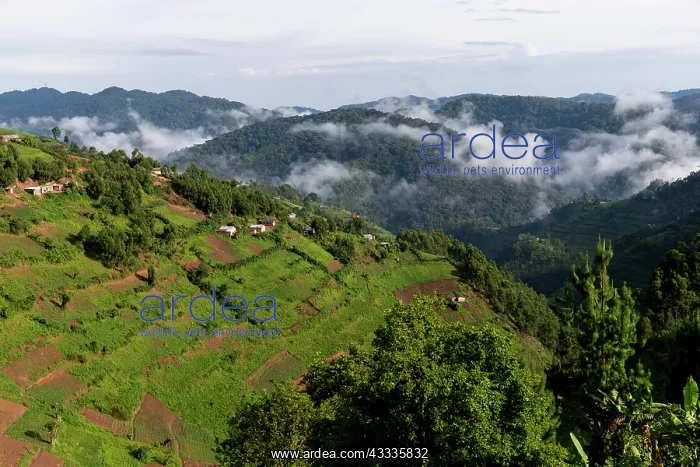 : Afrique, Ouganda, Mgahinga, Le parc national des : Afrique, Ouganda, Mgahinga, Le parc national des
