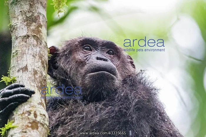 : Afrique, Ouganda, Parc national de Kibale, Chimpanze : Afrique, Ouganda, Parc national de Kibale, Chimpanze