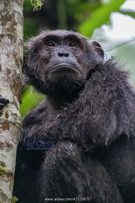 : Afrique, Ouganda, Parc national de Kibale, Chimpanze : Afrique, Ouganda, Parc national de Kibale, Chimpanze