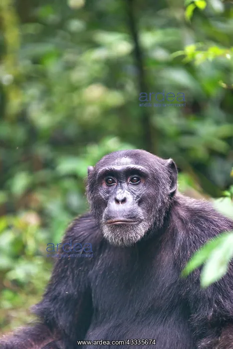 : Afrique, Ouganda, Parc national de Kibale, Chimpanze : Afrique, Ouganda, Parc national de Kibale, Chimpanze
