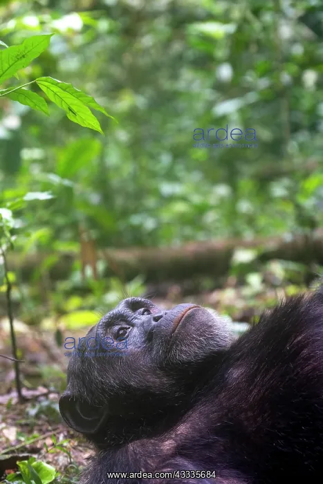 : Afrique, Ouganda, Parc national de Kibale, Chimpanze : Afrique, Ouganda, Parc national de Kibale, Chimpanze