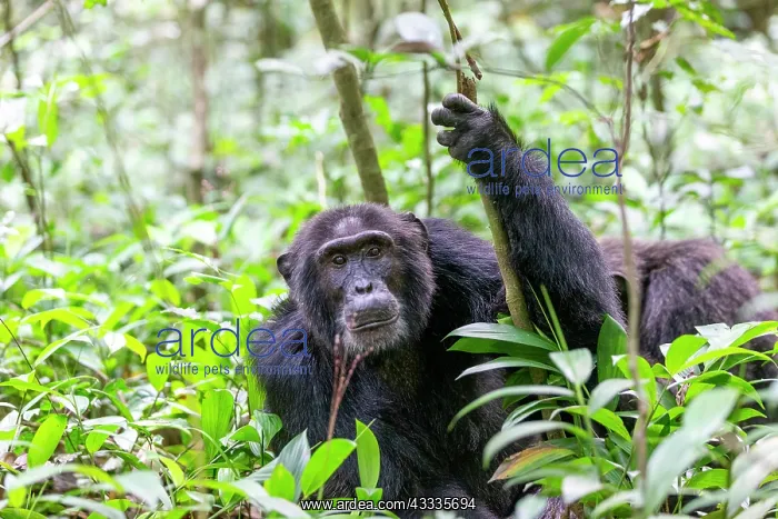 : Afrique, Ouganda, Parc national de Kibale, Chimpanze : Afrique, Ouganda, Parc national de Kibale, Chimpanze