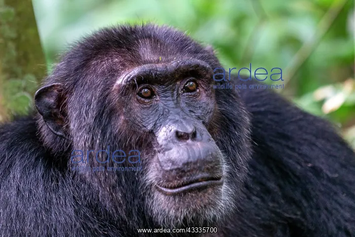 : Afrique, Ouganda, Parc national de Kibale, Chimpanze : Afrique, Ouganda, Parc national de Kibale, Chimpanze