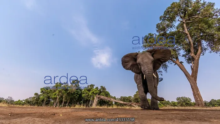  : Afrucan Elephant walking for feeding in the marsh