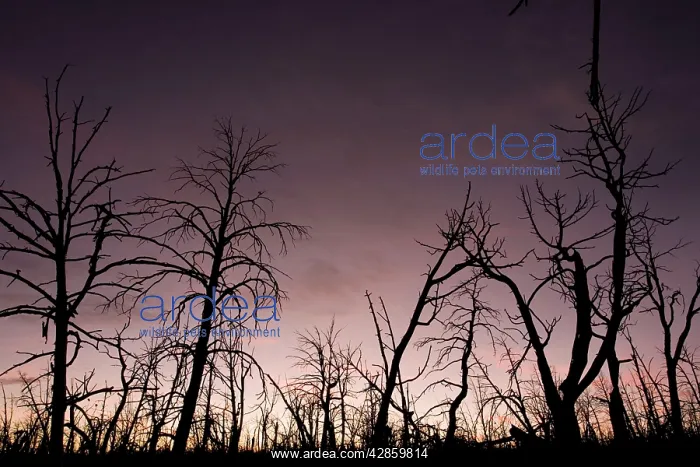  : After-effects of major forest fire in Mesa Verde