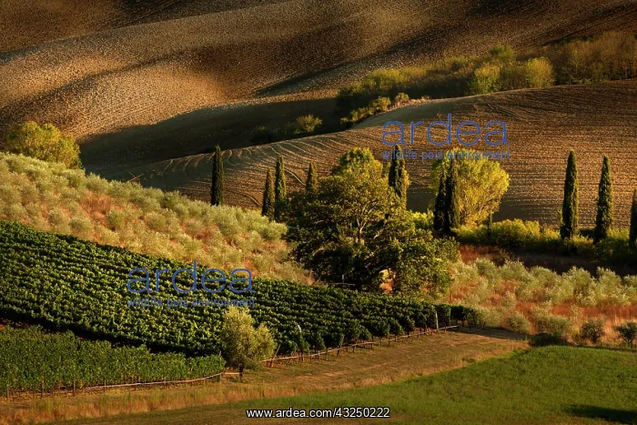 : Afternoon light on vineyard and olive trees, Tuscany : Afternoon light on vineyard and olive trees, Tuscany