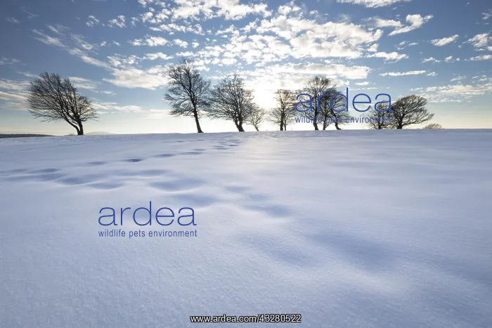 : Afternoon with snow at the wind beeches on the Schauinsland : Afternoon with snow at the wind beeches on the Schauinsland