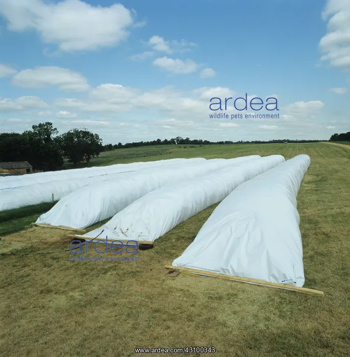 : Ag-bags storing grass silage : Ag-bags storing grass silage