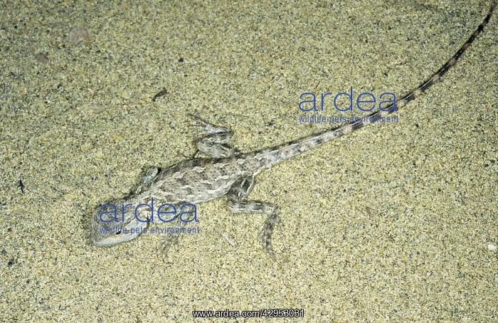 : Agama / Agamid Lizard - camouflaged by sand pattern : Agama / Agamid Lizard - camouflaged by sand pattern