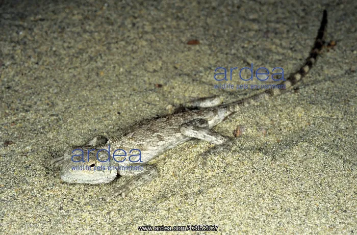 : Agama / Agamid Lizard - sand dunes of Karakum desert : Agama / Agamid Lizard - sand dunes of Karakum desert