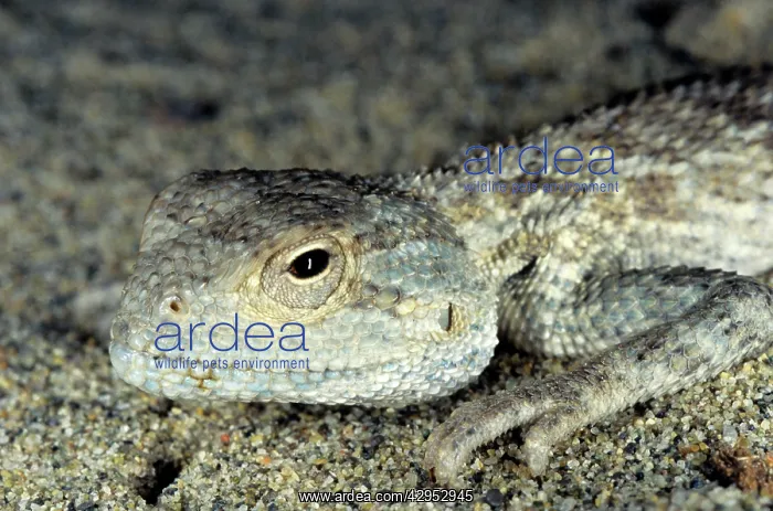 : Agama / Agamid Lizard - sand dunes of Karakum desert : Agama / Agamid Lizard - sand dunes of Karakum desert