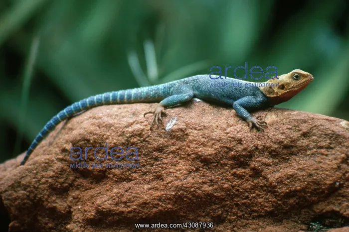: Agama Lizard : Agama Lizard