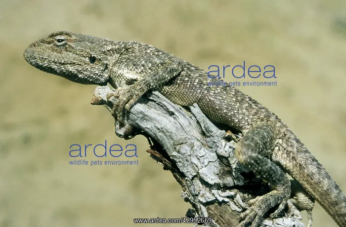 : Agama Lizard - on a dry bush watching for prey : Agama Lizard - on a dry bush watching for prey