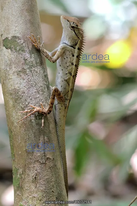 : Agamid lizard : Agamid lizard