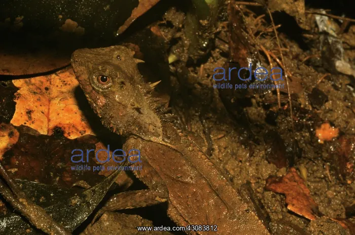 : Agamid lizard : Agamid lizard