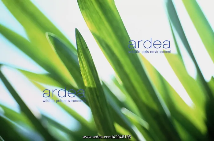 : Agapanthus : Agapanthus