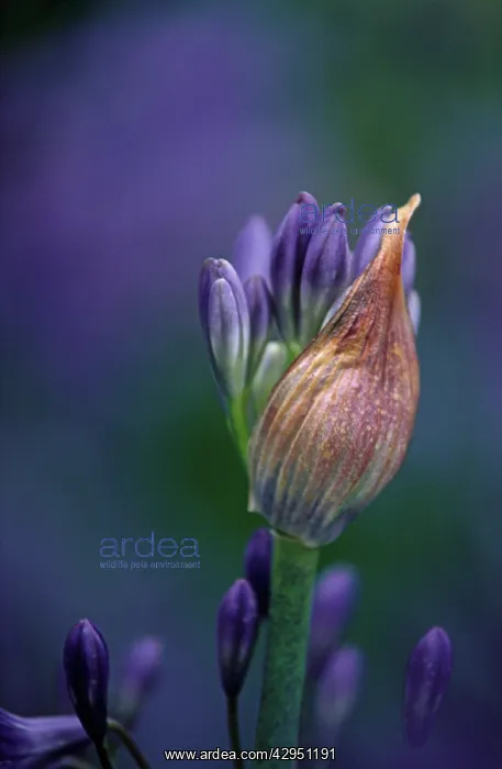  : Agapanthus