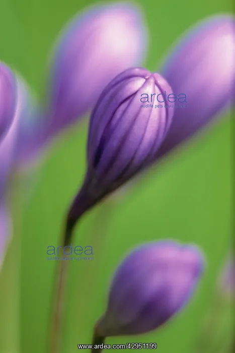 : Agapanthus : Agapanthus