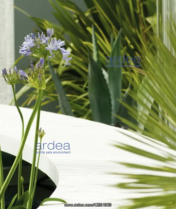 : Agapanthus : Agapanthus