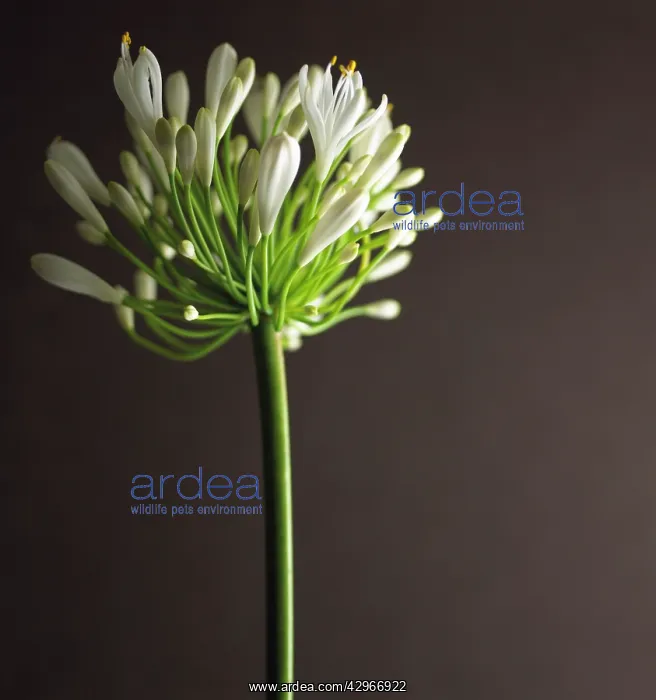 : Agapanthus : Agapanthus