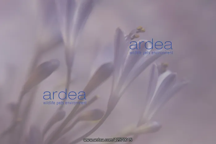 : Agapanthus : Agapanthus