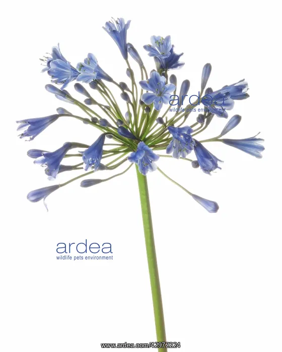 : Agapanthus : Agapanthus