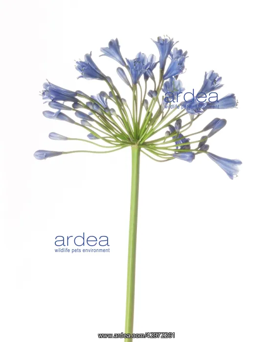 : Agapanthus : Agapanthus